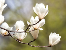 symbol_flower.png