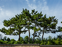 symbol_tree.png